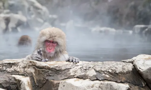 Jigokudani Yaen-Koen