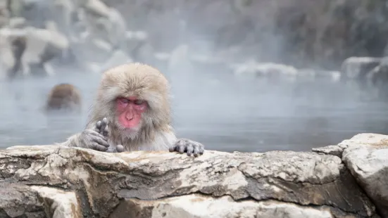 Snow Monkey Park (Jigokudani Yaen Koen)