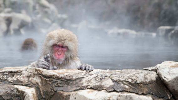 Jigokudani Monkey Park
