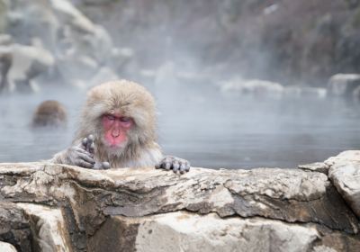 Snow Monkey Park (Jigokudani Yaen Koen)