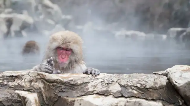 鄰近地獄谷野猿公苑的酒店