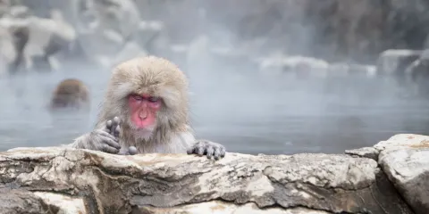 地獄谷野猿公苑