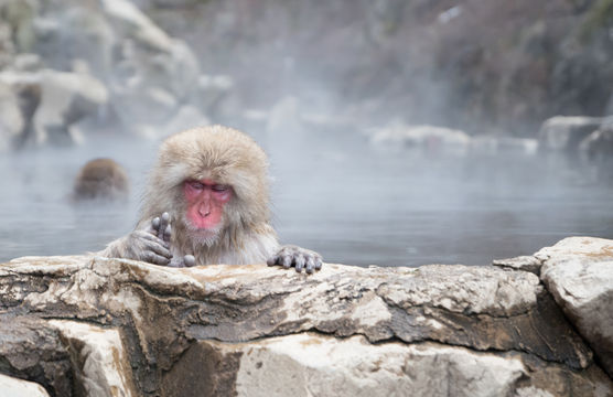 地獄谷野猿公苑