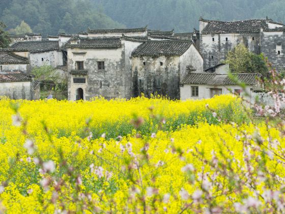 江嶺賞油菜花海