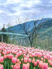 Tianfu Flower Valley