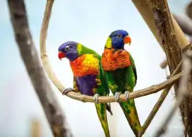 Hainan Tropical Birds World