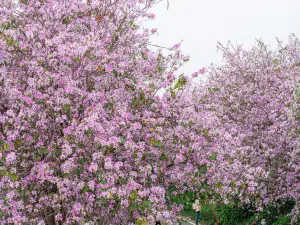 蒲湖公園