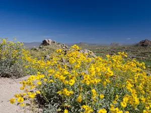 Joshua-Tree-Nationalpark