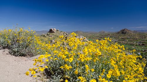 Joshua Tree National Park