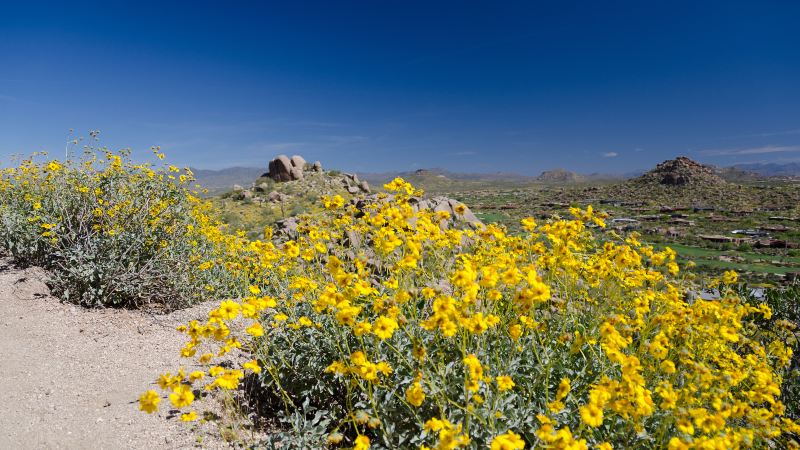 Joshua Tree National Park