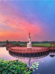 Lotus Pond in Moonlight Wetland Park