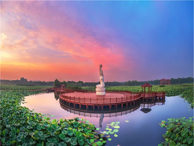 Lotus Pond in Moonlight Wetland Park