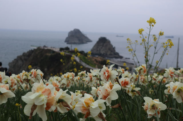 부산 3월 꽃구경 핫스팟