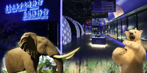 青島濱海學院世界動物自然生態博物館