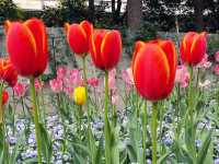 Tulip season in Jing’an 