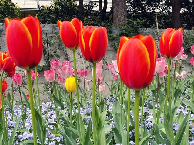 Tulip season in Jing’an 
