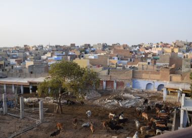 Bikaner