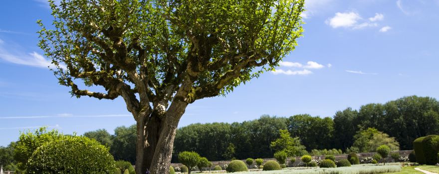 Chenonceaux
