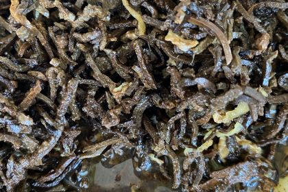 Zhendingzhengzonghaojiapaigu (yanzhaonandajie)