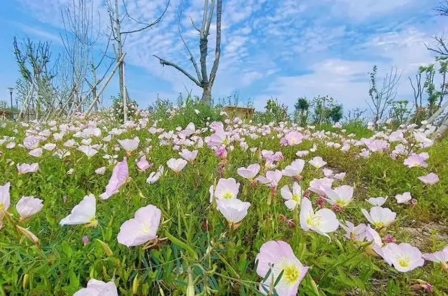 台州灣濕地公園