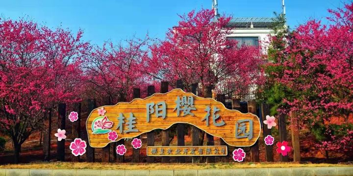 Guiyang Cherry Blossom Garden