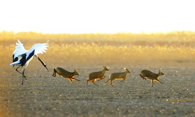 Bird watching in Yancheng