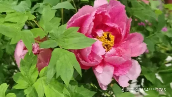 Zhengfeng Ecological Peony Garden