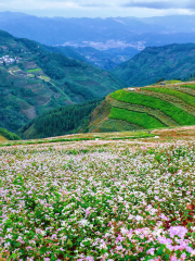 鳳慶雲上花海