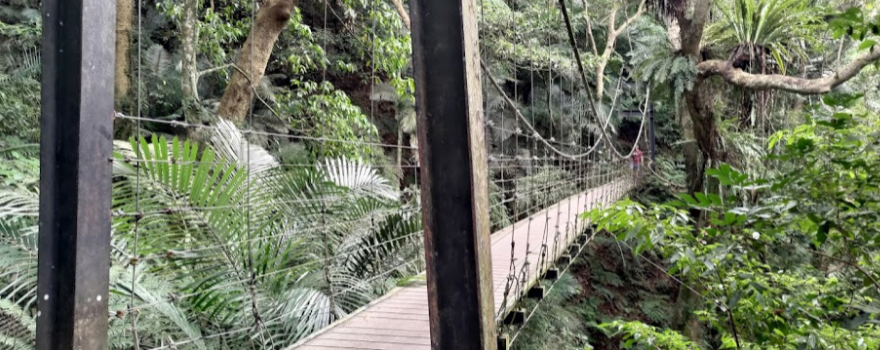 Dabangen Forest