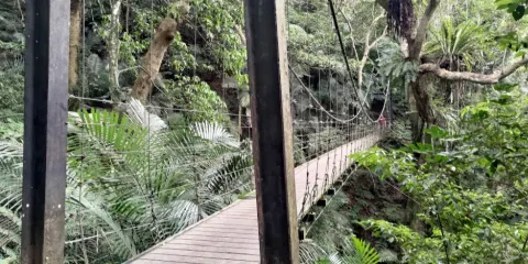 大板根森林