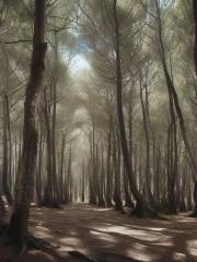 Forêt des Pierres Blanches