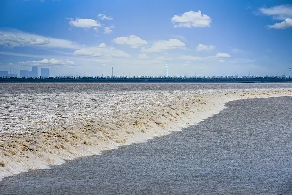 The Tidal Tree Landscape of the Qiantang River