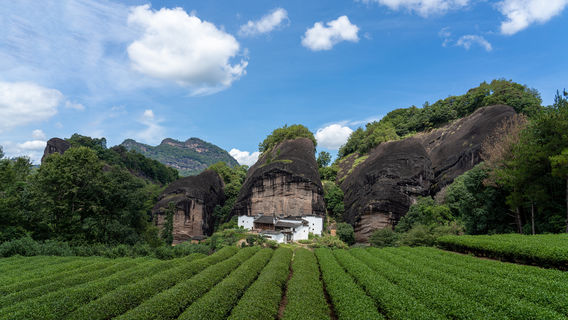 Wuyishan Tea Tasting