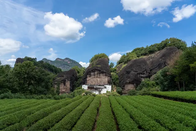 Wuyishan Tea Tasting