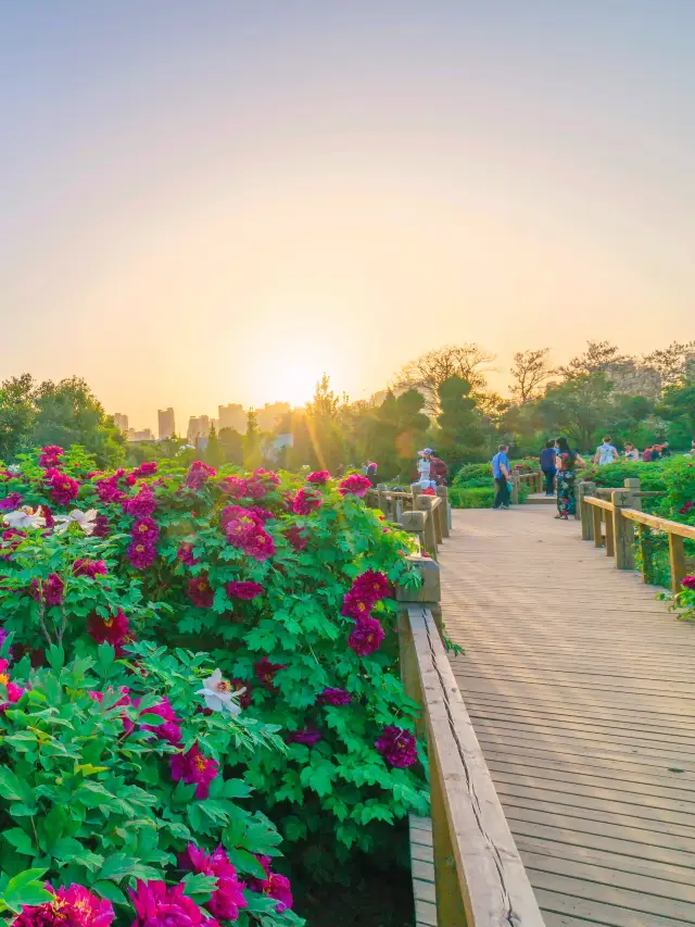 Peony Viewing in Luoyang