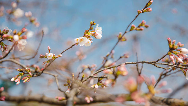 Chang'an Tang Village · China Agricultural Park