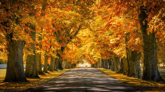 Angsen Wooden Barrel Hot Spring + Arrowtown + Cromwell + Queenstown, New Zealand one-day tour