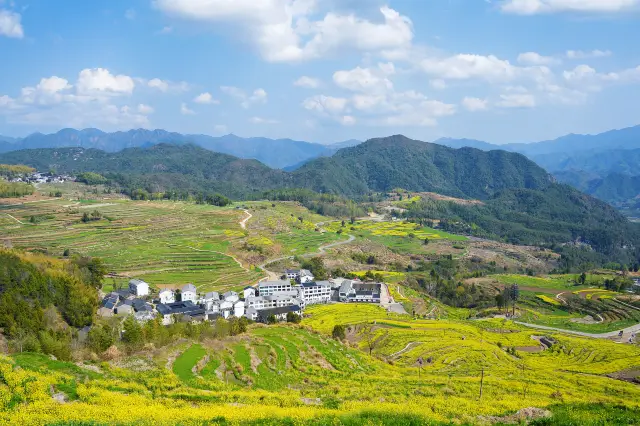 Rapeseed Flowers Viewing in Taizhou