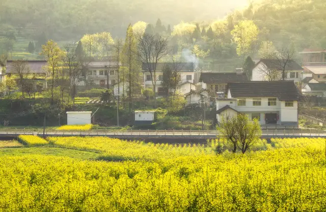 Rapeseed Flowers Viewing in Hanzhong