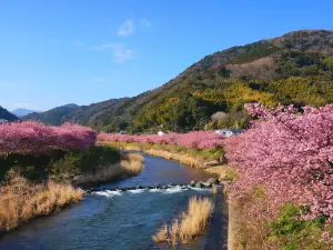 河津櫻花