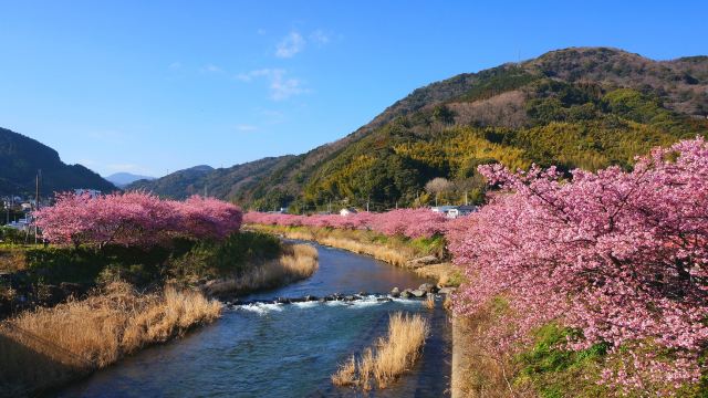 Kawazu Sakura