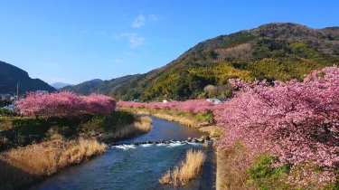 Kawazu Sakura