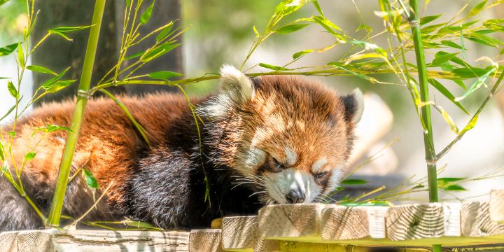 Wilder Institute/Calgary Zoo