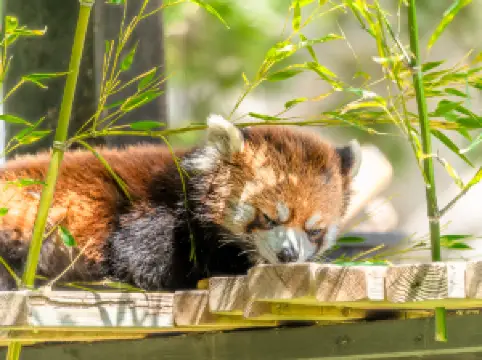 卡爾加里動物園
