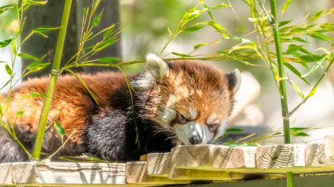 卡爾加里動物園 attraction in 艾伯塔省