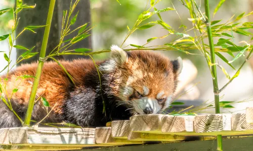卡爾加里動物園