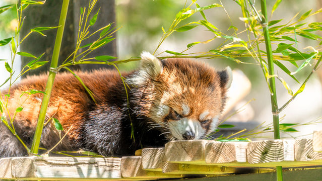Wilder Institute/Calgary Zoo