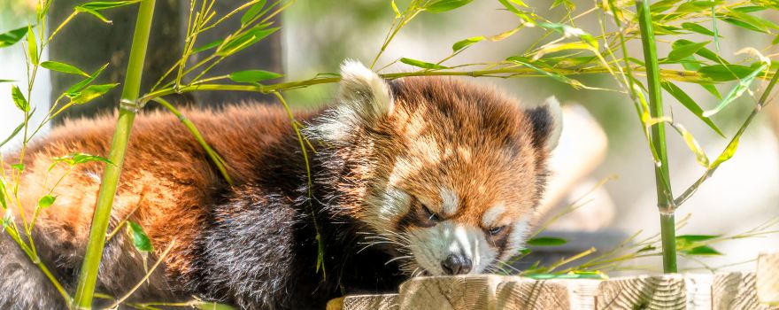 カルガリー動物園