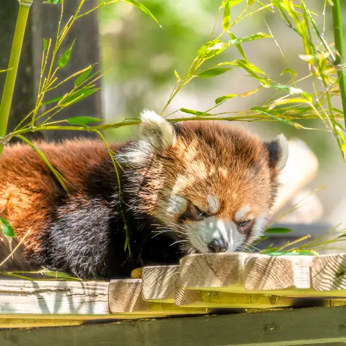 Wilder Institute/Calgary Zoo