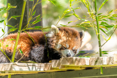 Wilder Institute/Calgary Zoo